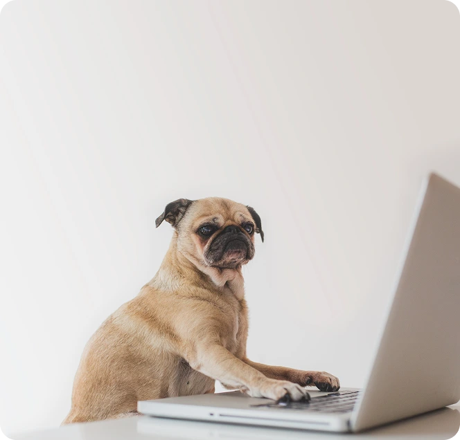 dog-working-on-the-laptop
